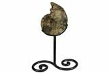Cretaceous Ammonite (Mammites) Fossil with Metal Stand - Morocco #164219-1
